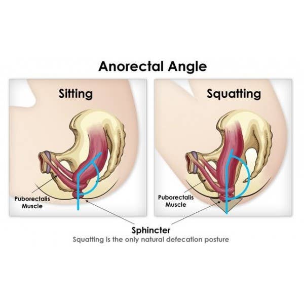 Anatomical Potty - from 8 Months